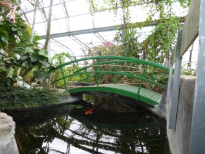 Birght red koi fish coming out from underneath curved green bridge across pond