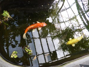 Two koi fish in bright yellow and bright orange; dark water reflecting white sky and structure of glass-house