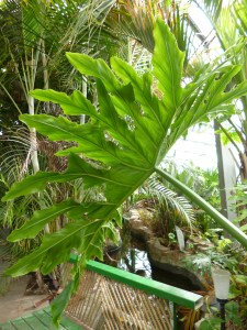 Huge banana leaf, bright green above bright green bridge