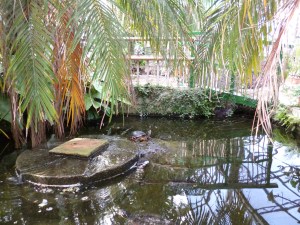 Turtle in pond under palm-trees