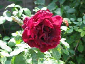 Gdn_RoseRed_2009June