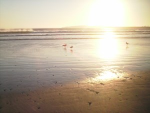 Broad sandy beach in golden sunset, with sea shells and sea-gulls like grey specks