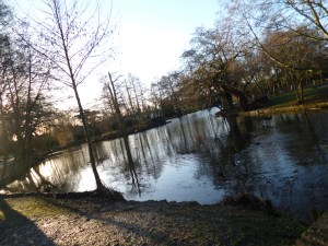 Pond in park, surrounded by bare trees, with tiny island