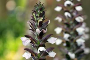 Tall flowers, each part in pale pink and deep purple - almost black and white