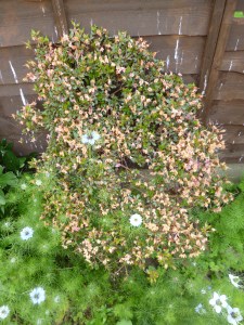 Small azalea bush with brownish wilted blossom, amongst lush green nigella with feathery leaves and blue flowers.