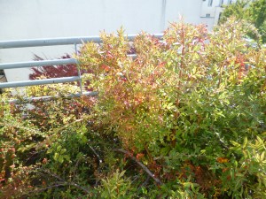 Shrub with bright-red berries on a roof-terrace, with deep-red ivy below.