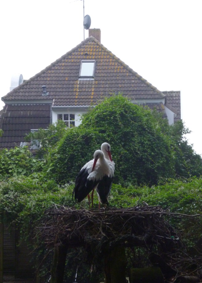 Two storks in a nest, standing very close together, surmounted by a triangular tree and a steep roof, in the dusk.