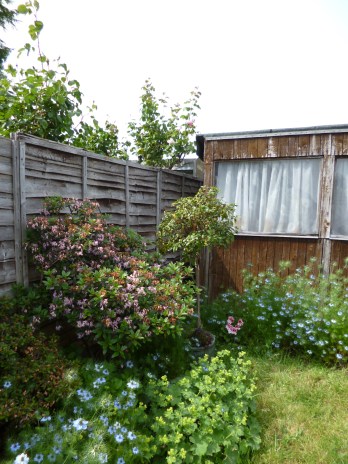 Rhododendron (pink blossom), lady's mantle (yellow blossom), nigella (blue blossom) in front of old shed and fence.