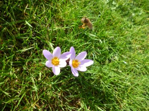 A pair of mauve crocusses, wide open, in bright sunlight, with honey-bee hovering above.