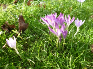 Bundle of mauve crocusses, seen fro mthe side, transparent in the sunlight.