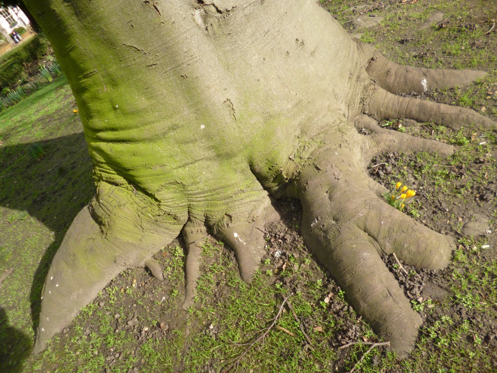 Tiny bundle of yellow crocusses between massive tree roots, with sparse grass around.