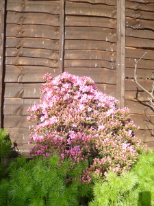 Small azalea bush with lurid pink blossom, amongst lush feathery nigella leaves.