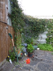 Corner of garden with flowers and climbers, spade and trowel.