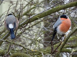 Bullfinch couple on wintry twigs; deep-blue tails and heads, the male with a bright-red breast.