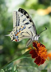 Swallowtail butterfly, cream-coloured with graceful pattern in sky-blue and burnt-orange, on a flower in burnt-orange.