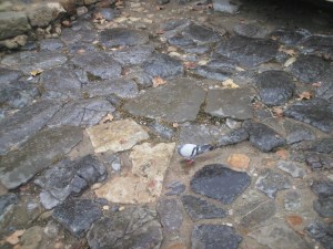 Very irregular pavement.