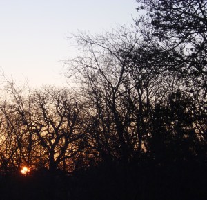 Gleam of rising sun through black web of bare branches and twigs.