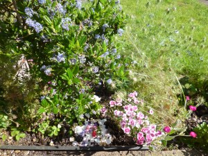 White and coloured petals on the ground, beneath ceanothus and carnation.