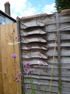 Tall purple verbena with two white butterflies, one sitting, one flying, with its wings spread out.