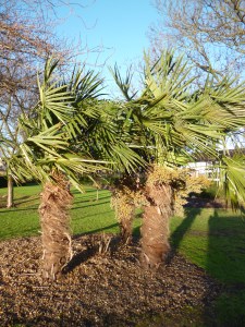 Short sturdy palm-trees, their leaves being blown to one side by a strong wind; blue sky, bright lawn.
