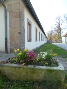 Stone trough with dwarf daffodils, dwarf pansies, and other spring flowers, amongst outbuildings of a palace.