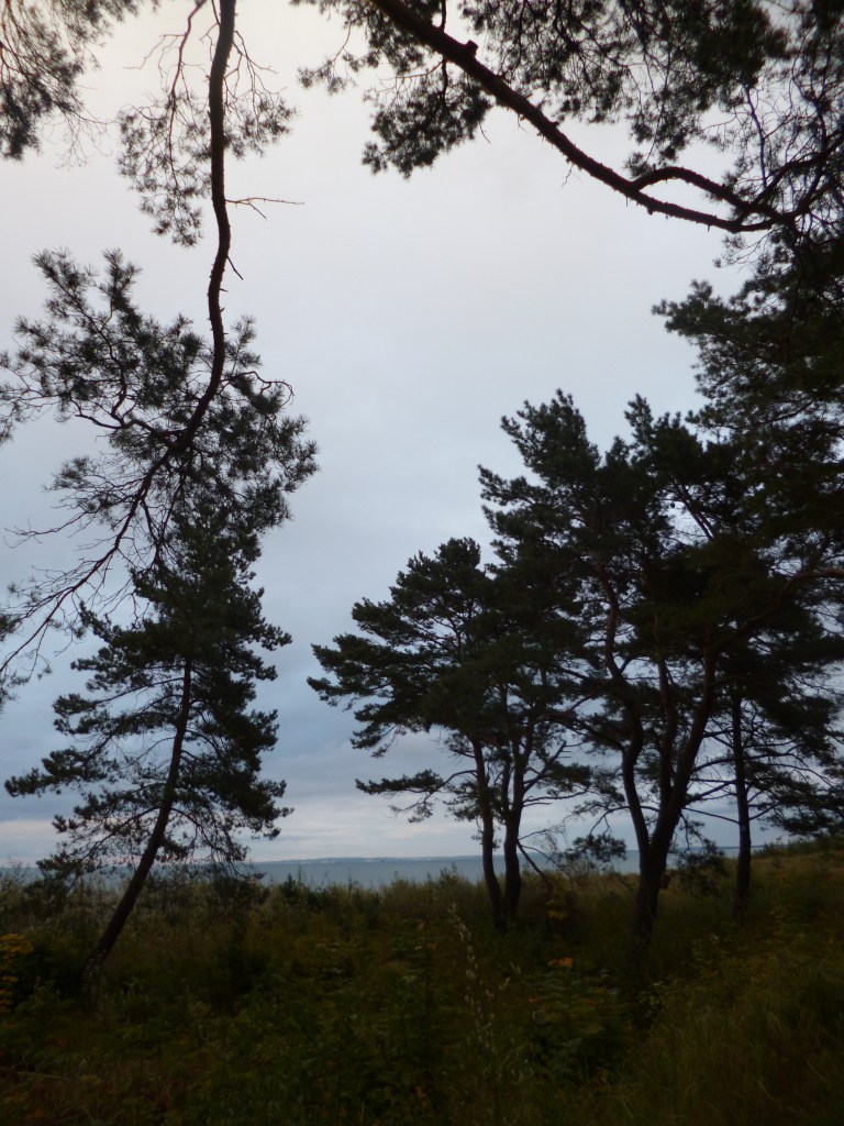Silhouettes of pine-trees against sea and sky.