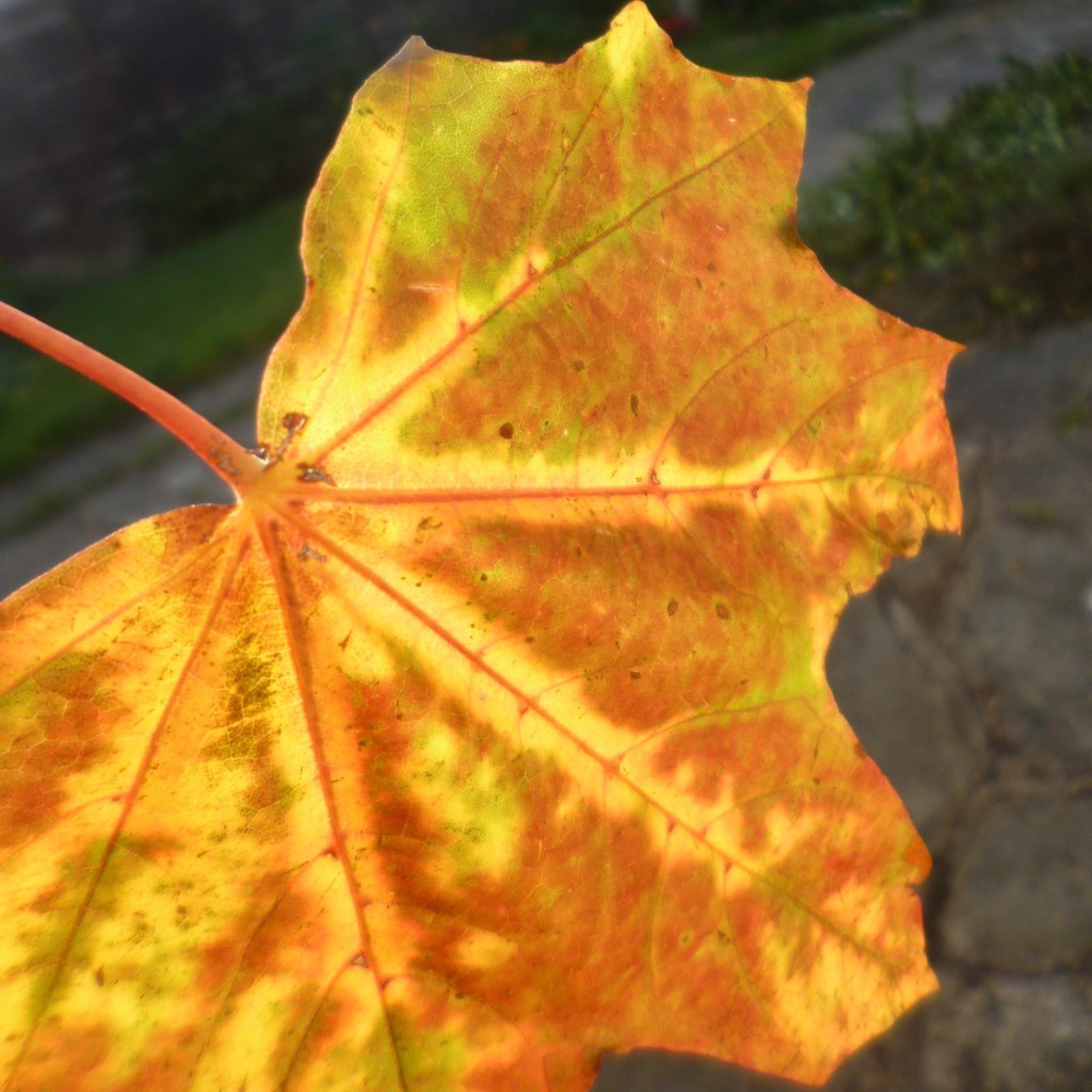 Maple leaf, close-up, flaming golden and orange against dull background.